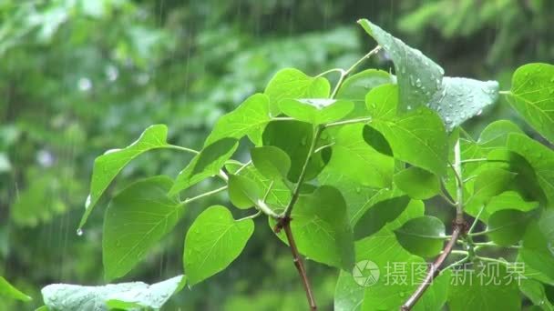 俄勒冈州夏季暴雨倾泻在绿叶上视频