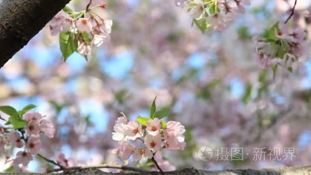 吹过樱花的风视频