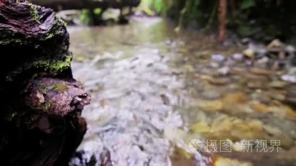 蕨类峡谷溪流流水视频