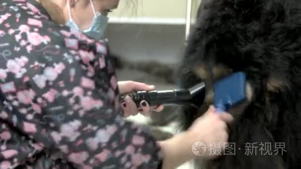 狗用工具工作的美容师视频
