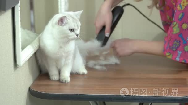 只漂亮的猫变发型