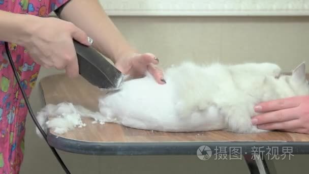 猫咪美容 女性的双手