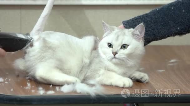 英国短毛猫白色、 理发