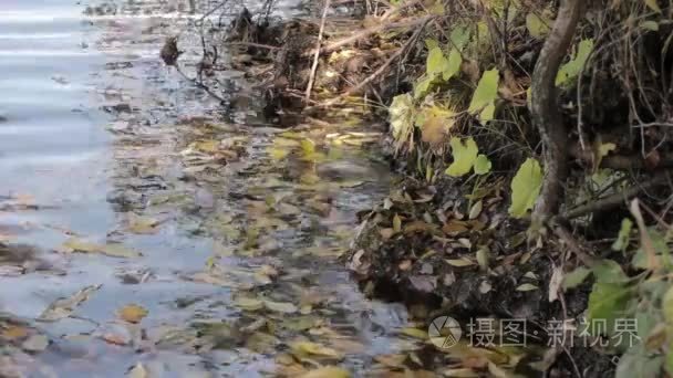 黄叶在水上  秋在美丽的池塘
