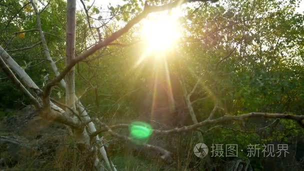 太阳射线森林自然视频
