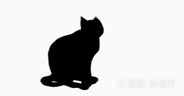 4k 猫坐  舔它的 body 3d 卡通  可爱的宠物和猫咪  动物剪影