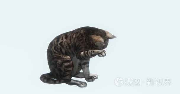 4k 猫坐  舔它的 body 3d 卡通  可爱的宠物和猫咪  动物剪影