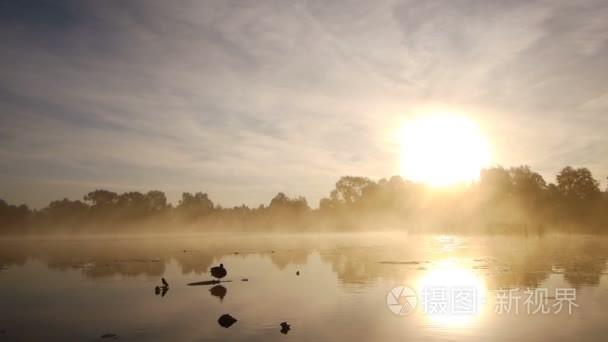 寂寞的鸭子在湖上视频