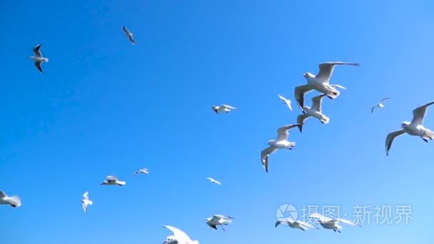 群海鸥飞向美丽的天空视频
