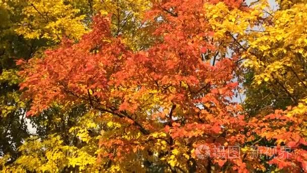 用红色和黄色的树叶秋天榆树视频