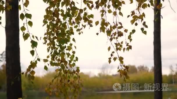 秋天一棵树在湖，黄色树树枝特写