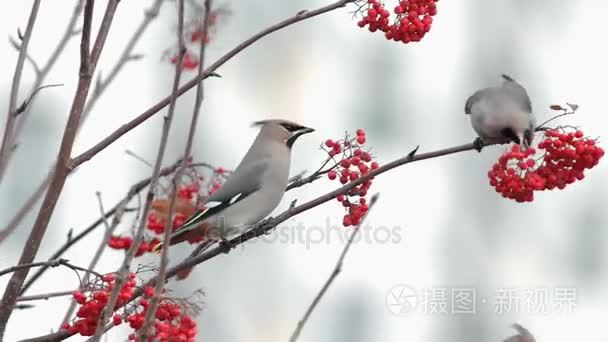 雀吃罗文视频