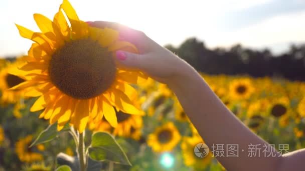 手臂的女孩爱抚黄色花在草甸在阳光明媚的日子.夏天的概念.