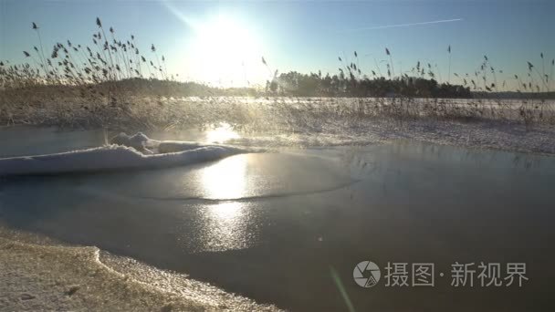 冬天在湖中的芦苇视频