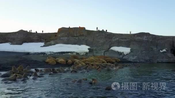 海象和人们环保人士对航空北冰洋海岸查看 4 k