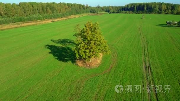 在绿色的原野上那棵大树视频