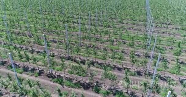 一个视图从空中飞越林木种苗、 园艺中心、 字段的行数棵小树苗在苹果幼园，4 k，空中苹果幼园树的幼苗