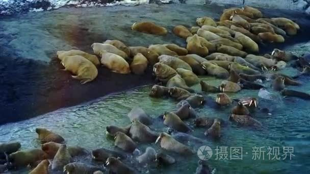 海象在北冰洋独特视频航空观的新地球的海岸