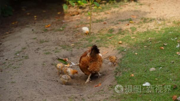 母鸡和小鸡视频