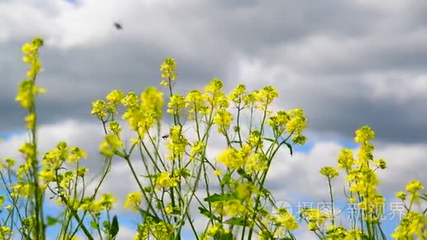 黄芥特写和昆虫视频