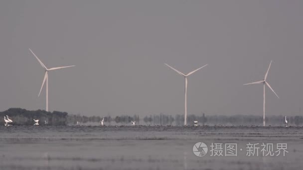 风力发电机背景湖上的鸟