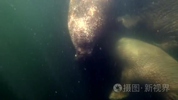 海象独特水下视频在北冰洋视频