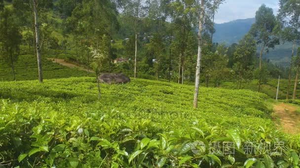 在斯里兰卡的茶叶领域视频