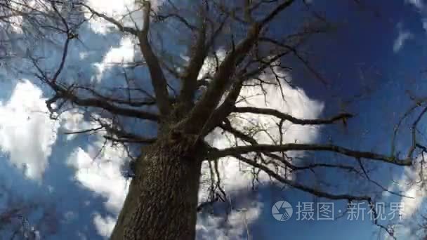 老橡树树干与树枝和美丽的云运动在天空中  时间流逝