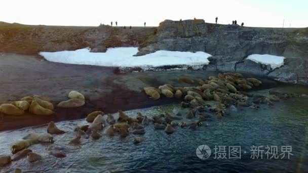 饲养基地的海象和海岸的北冰洋航空视图上的人