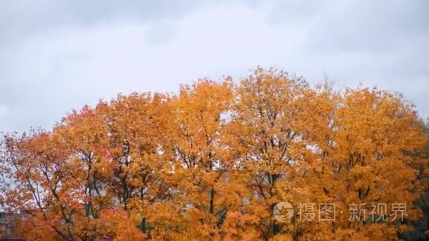 秋天的黄色枫叶树木在风中视频