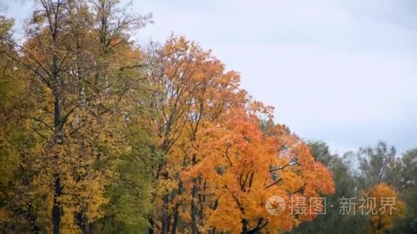 秋天的黄色枫叶树木在风中视频