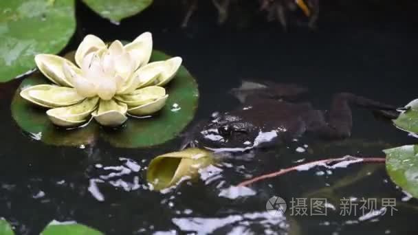 青蛙在池塘荷叶视频