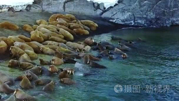 海象在北冰洋独特视频航空观的新地球的海岸