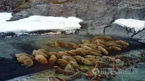 海象在北冰洋独特视频航空观的新地球的海岸