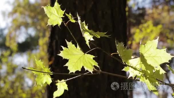 黄色枫叶的秋天的一个分支视频