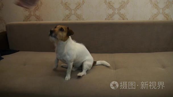 杰克罗素梗犬执行命令视频