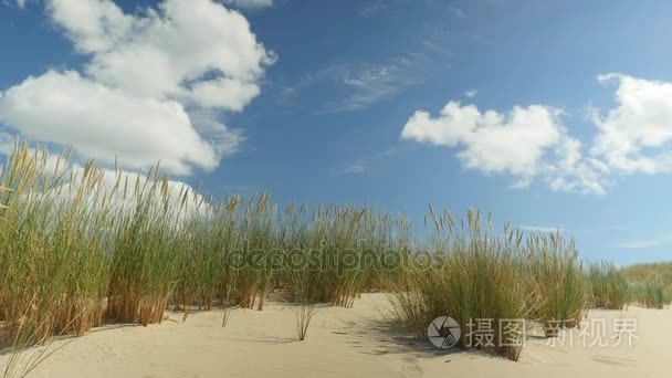 带海滩草在风中移动沙丘