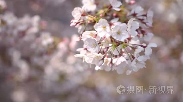 樱花关闭了硬风在石神井河视频