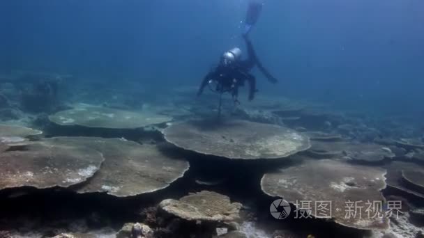 潜水员在硬珊瑚鹿角水下奇妙海底在马尔代夫