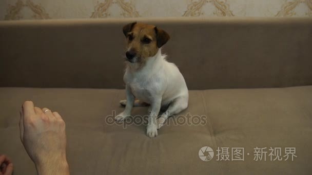 杰克罗素梗犬执行命令视频