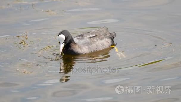 黑鸭在池塘里游泳视频