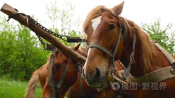 吃水村红马视频