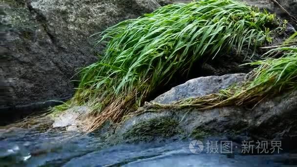 河水流岩和草视频