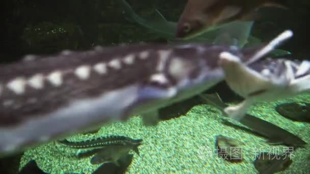 淡水水族馆素材视频巨大美丽鲟视频