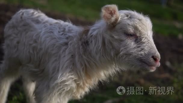 不快乐的小羊在草地上走视频