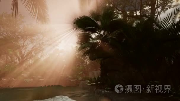 日落的光束通过棕榈树视频