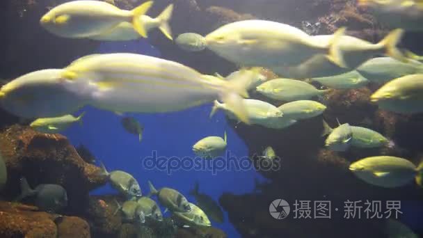 水族馆植物与热带多彩的鱼类