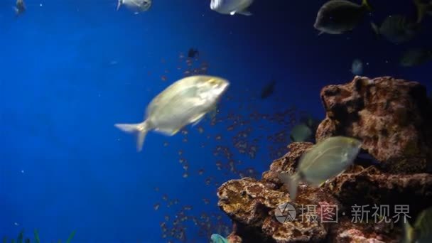 水族馆植物与热带多彩的鱼类视频