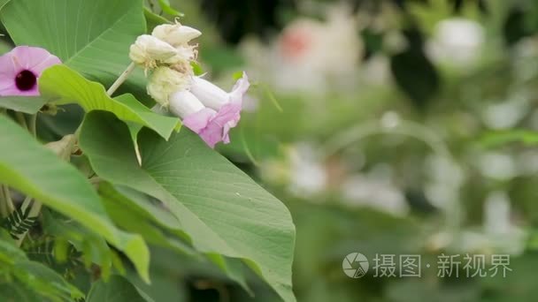 蜜蜂采集花粉从一朵粉花视频