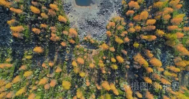 橙色和红色的落叶松树森林森林和湖泊在阳光明媚的秋天的开销空中顶视图。阿尔卑斯山户外丰富多彩的自然景观山野生秋天 establis
